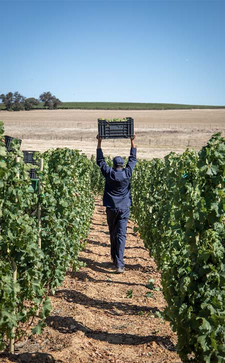 Worker carrying a crate of grapes at Diemersdal Wine Estate