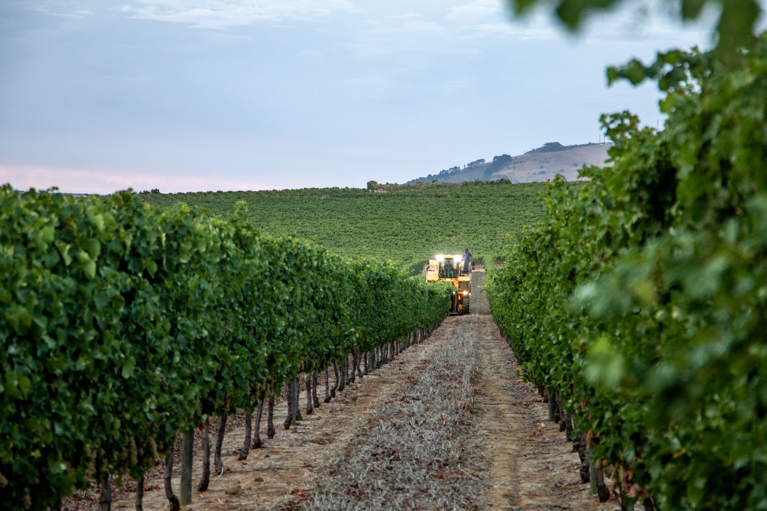 Harvest Report 2026